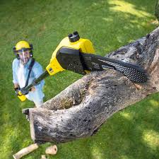 Best Lawn Renovation and Restoration  in Alanuk, AK